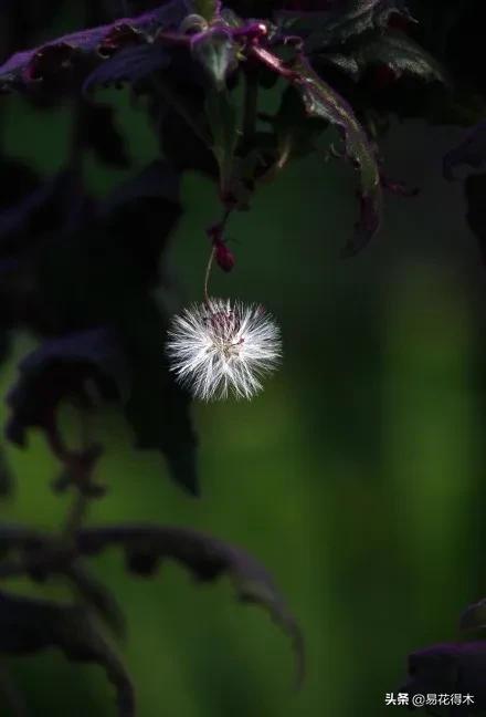紫背天鹅绒盆栽怎么繁殖,绒叶竹芋怎么养