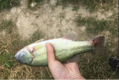 加州鲈诺卡氏病的症状与解决方法,加州鲈烂身烂鳃最佳防治方法