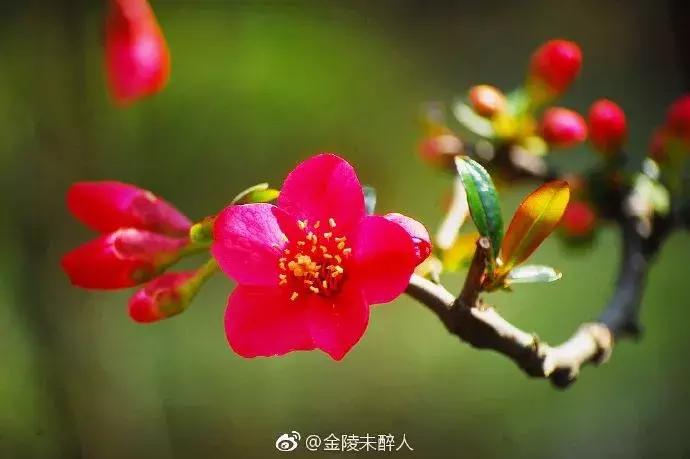 濡備綍鍖哄垎妯辫姳妗冭姳姊ㄨ姳鏉忚姳娴锋,妯辫姳妗冭姳鏉庤姳鏉忚姳濡備綍鍖哄垎