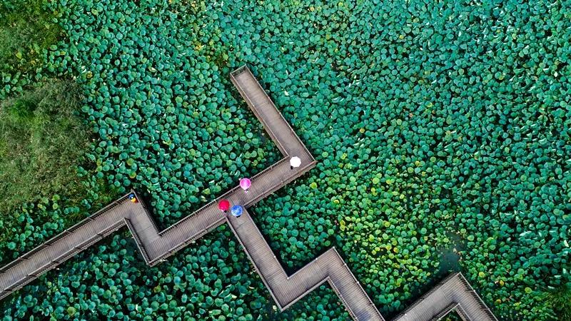 夏季最美荷花在哪里,山东最漂亮的荷花