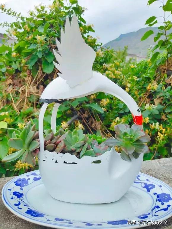 花盆5元一个,花盆不用花钱买