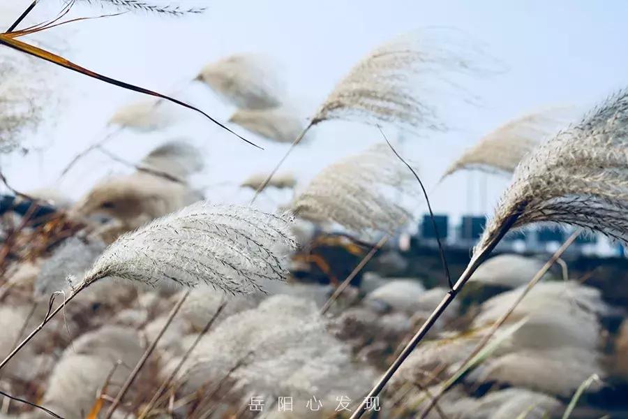 在岳阳生活好吗,生活岳阳