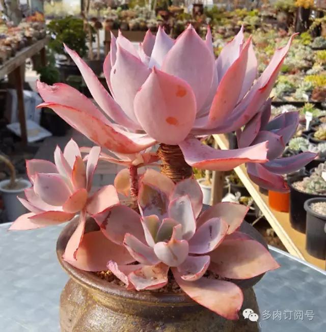 谈一谈多肉植物中的“三仙”，你了解吗