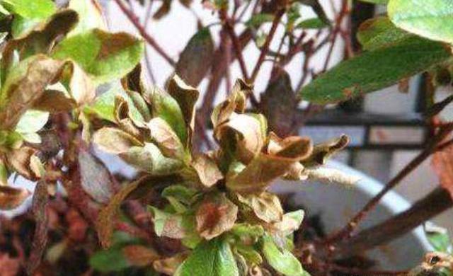 如何救活花卉,干枯的花木怎么救活