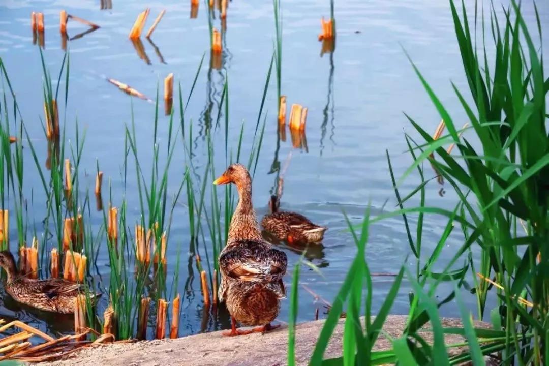 天津商业大学综合排名,天津商业大学真实排名