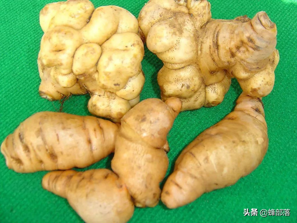 种植药材好的致富项目是什么,当前热门农村药材种植项目推荐