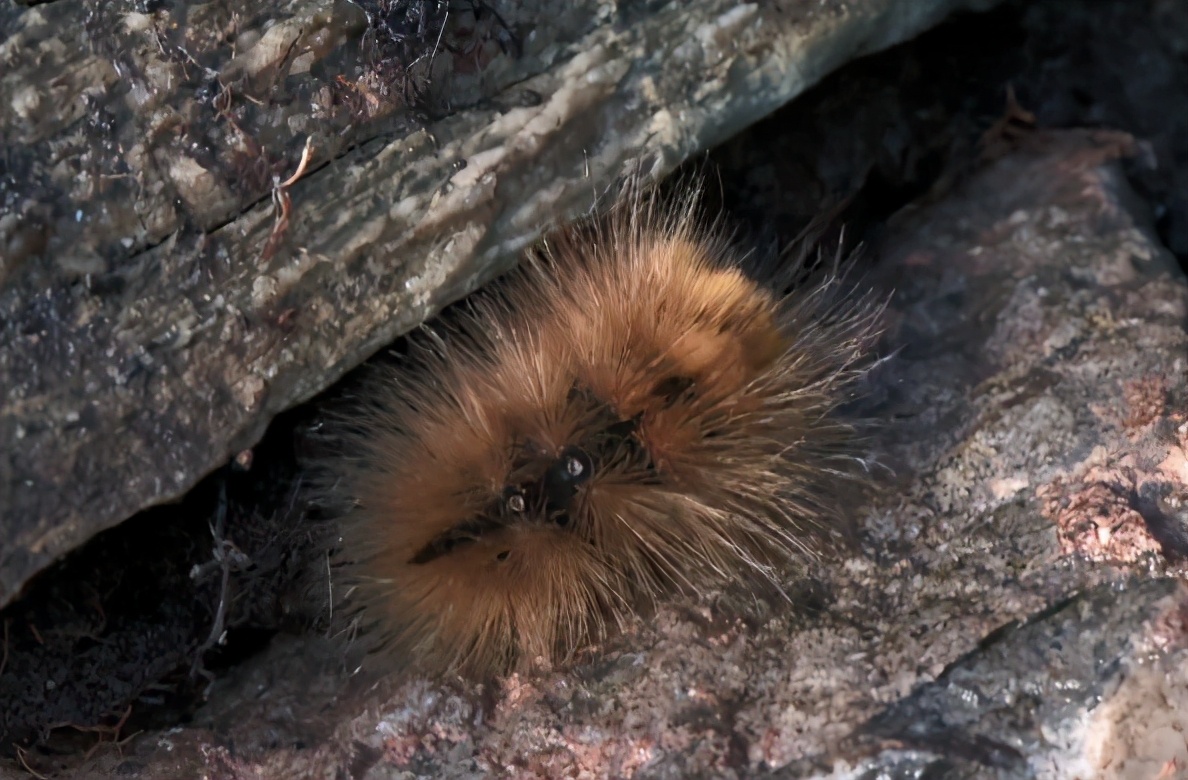 冻死的鱼解冻还会活吗,被冻在冰块里的鱼又活了