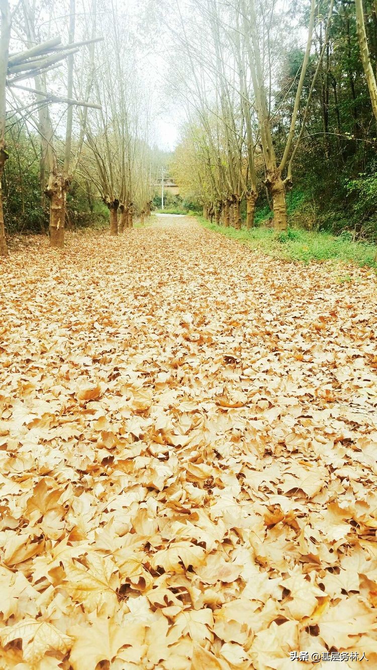 云南澄江兵工厂,云南兵工厂旧址