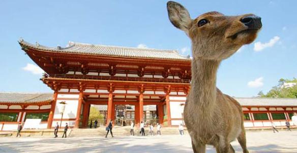 疫情时期的日本旅游业现状,疫情下中国的旅游业现状