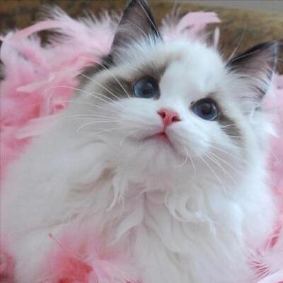 猫咪各个品种大概价格,最受欢迎的猫咪排行视频