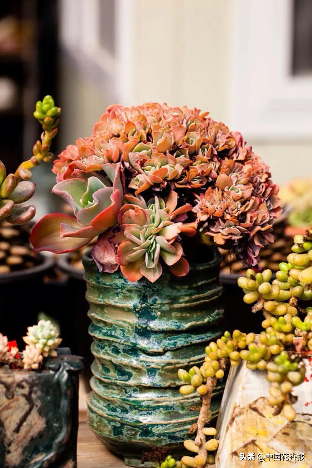 花卉直销开“外挂”——“淘分销”上线啦