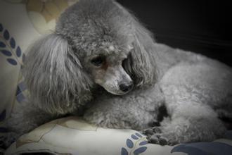 杀狗的人,杀狗者被警方带走