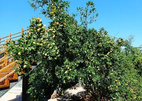 老农家乐陵金丝小枣,优质农产品乐陵金丝小枣