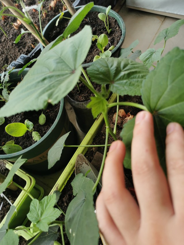 背阴阳台设计,收获展板