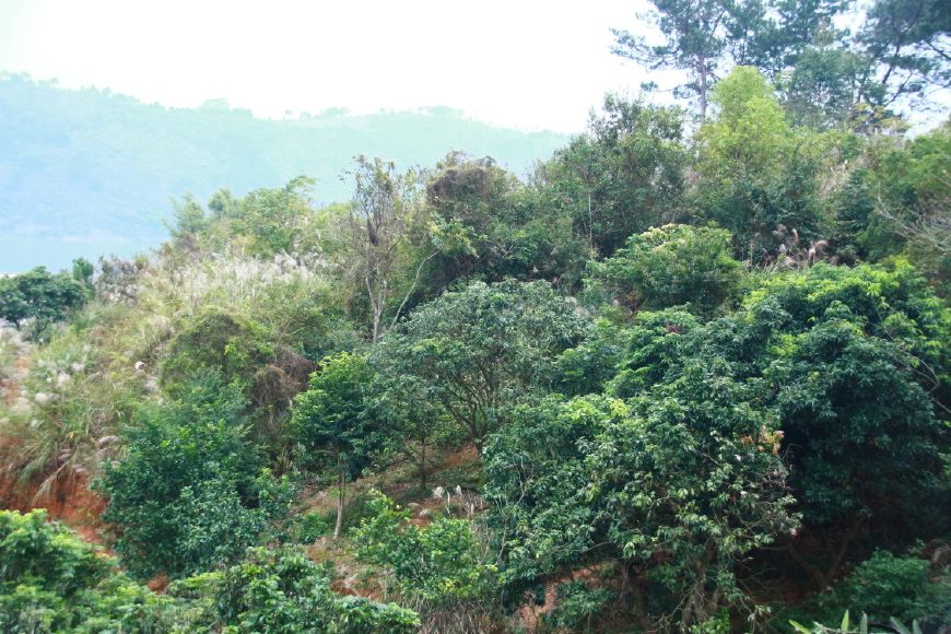 蜜蜂喜欢在什么样的地方居住,蜜蜂一般在野外哪些地方