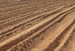 无花果育苗剪枝工艺流程,无花果的整枝技术