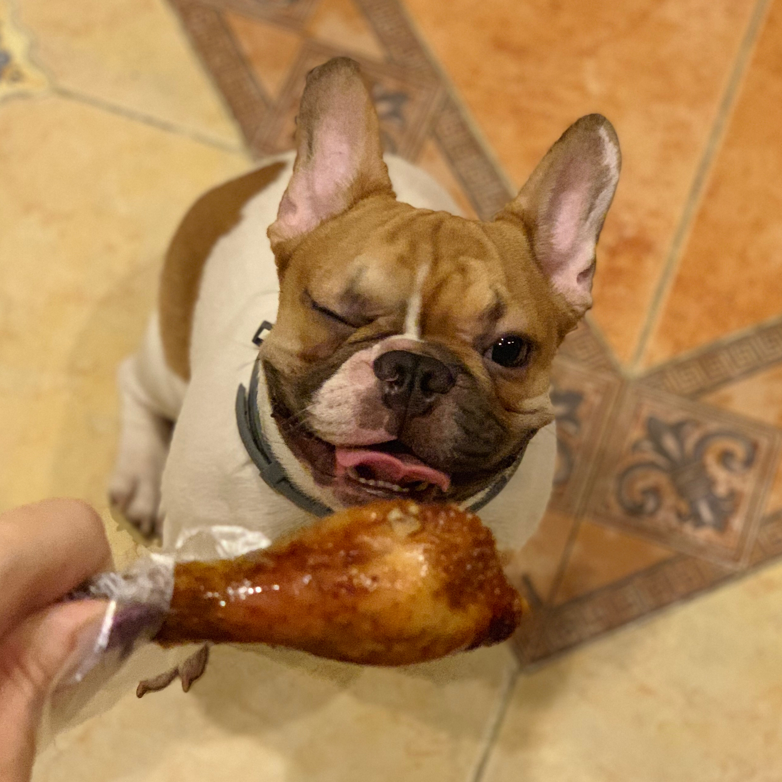 法斗有哪些优点,法斗这么丑为什么还有很多人养