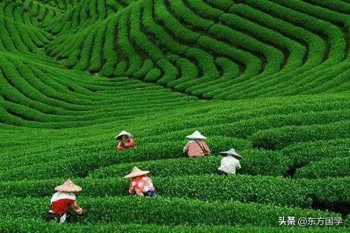 漫漫问茶路,能不忆江南?——久负盛名的“香郁若兰”