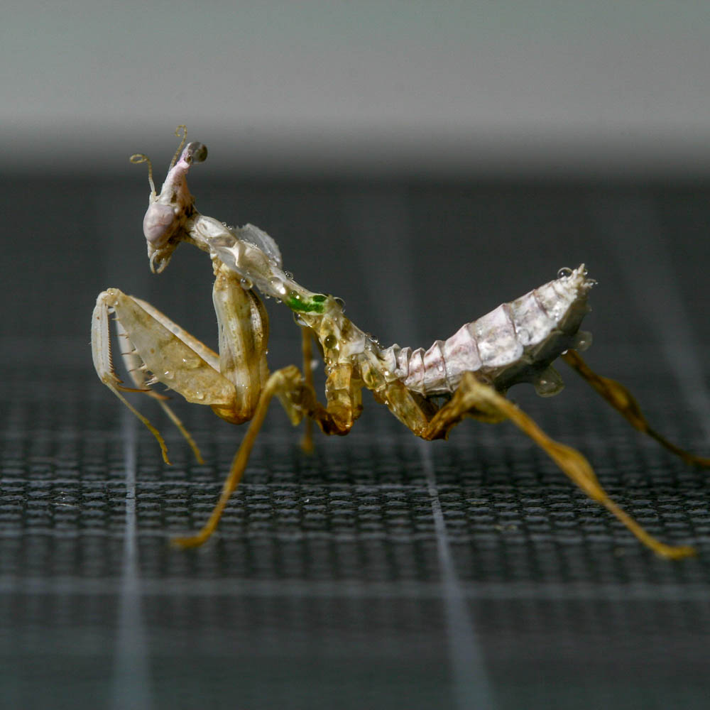 日本入侵物种螳螂,美国外来物种螳螂