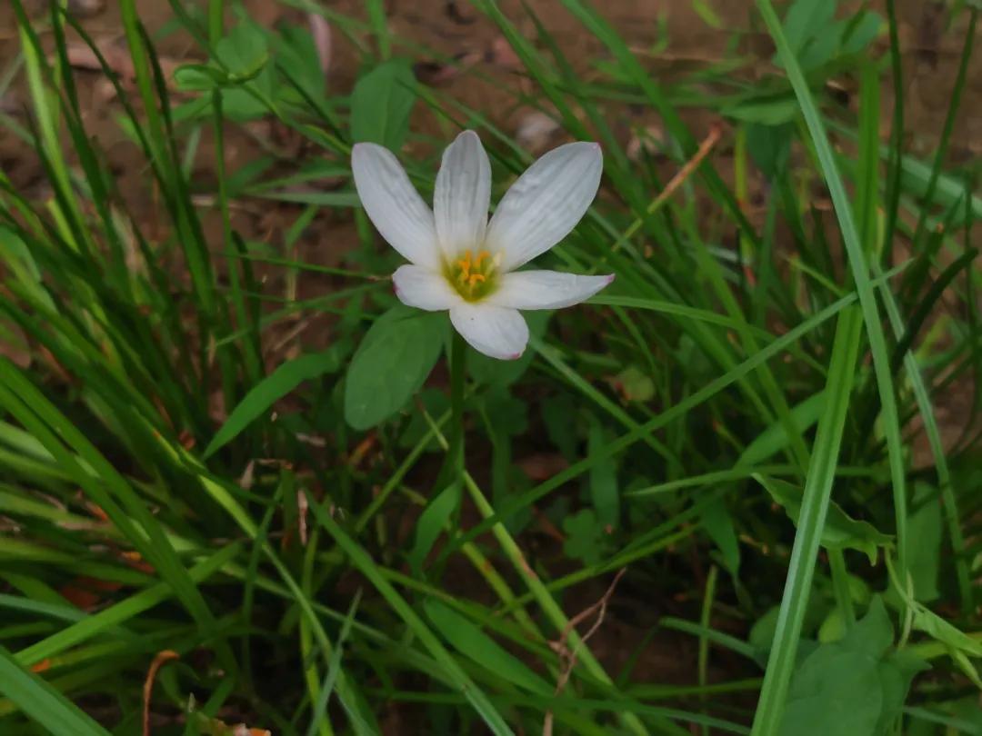 适合点缀草坪的植物,不需要光的地被植物