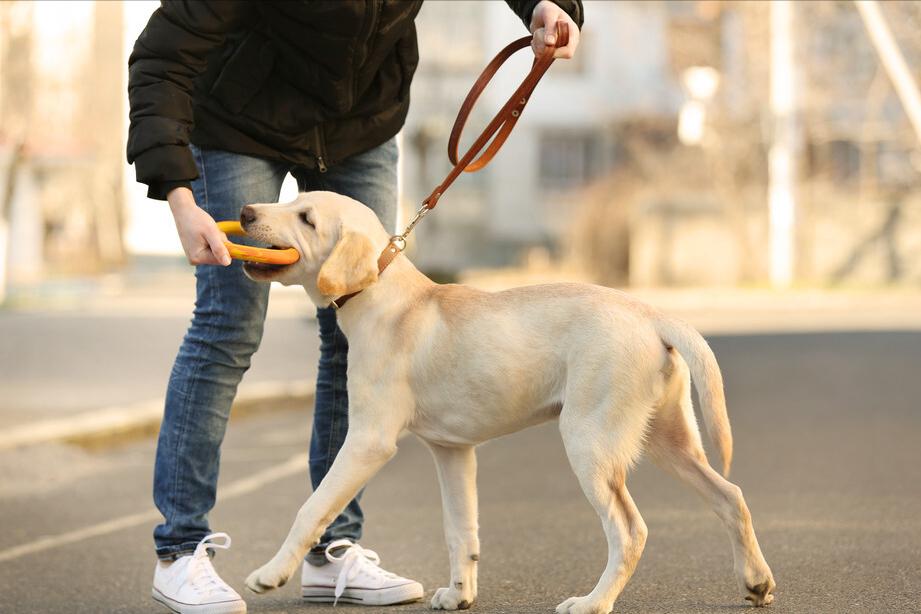 狗狗有哪些表现说明被你养熟了,狗狗有这些现象是把你当父母了