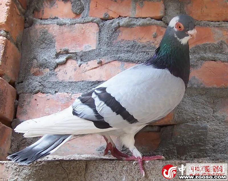 北京鸽哨制作,北京鸽哨晨曲