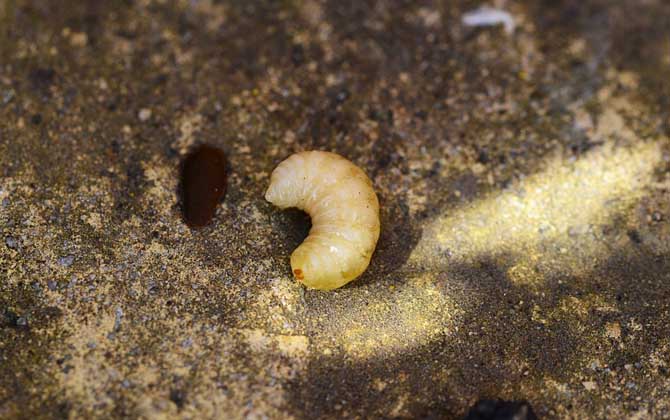 蜂蛹有什么价值,蜂蛹有什么营养价值和功效