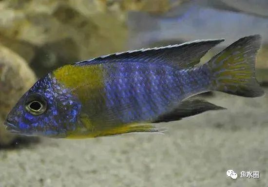 三湖慈鲷马鲷孔雀鱼多久发色,三湖慈鲷鱼之马鲷鱼