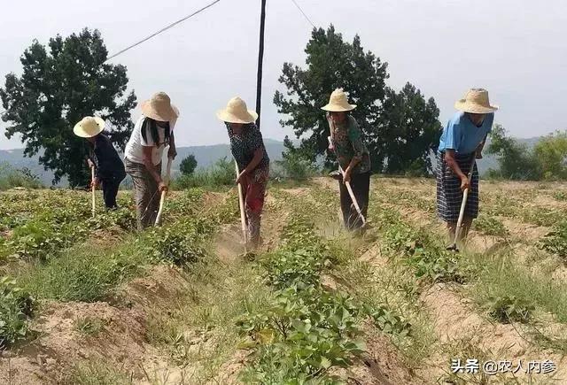 农民种植红薯新方法,农民种植红薯怎么施肥