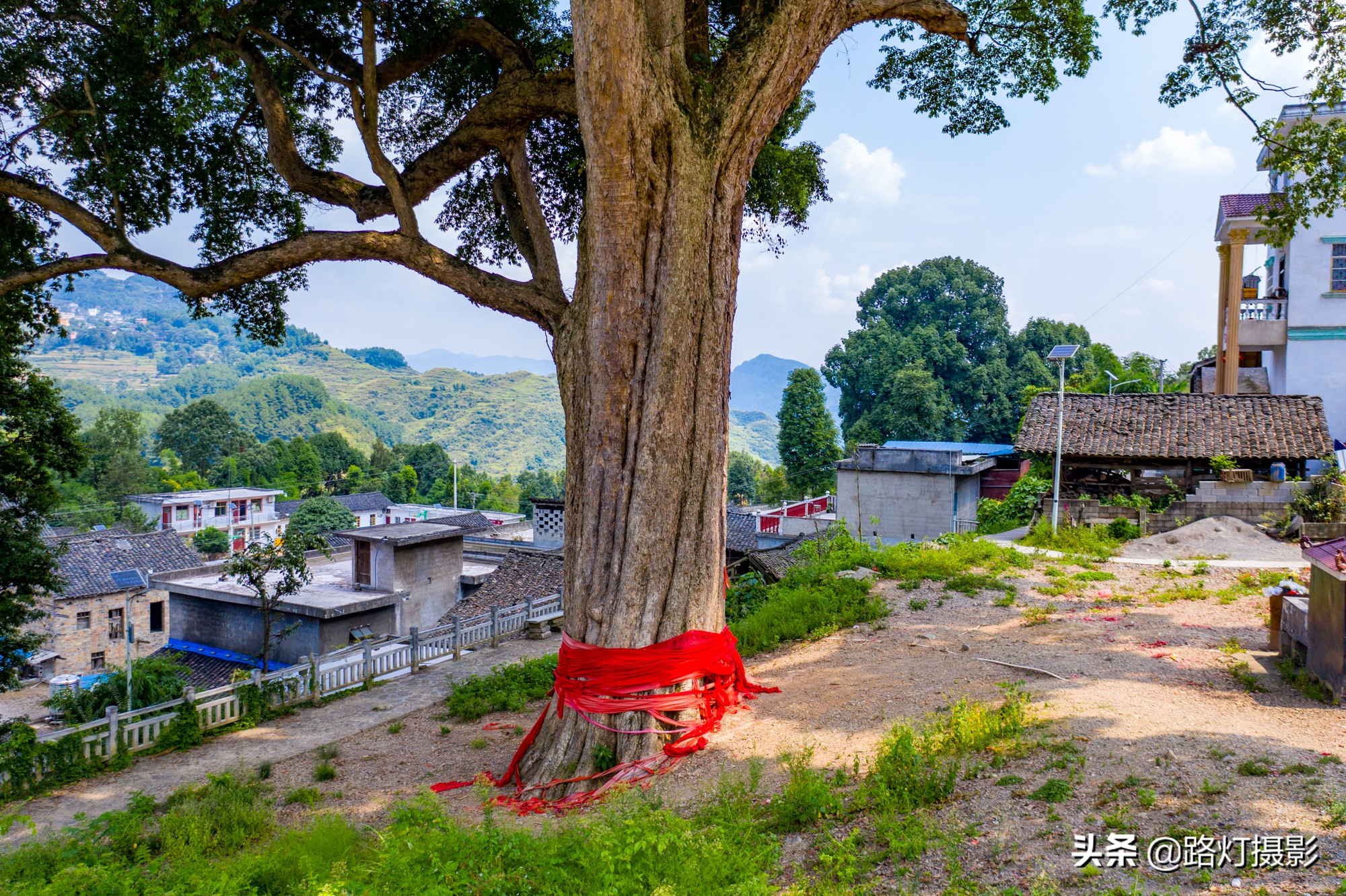 贵州金丝楠木树王还活着吗,贵州发现一棵千年楠木王