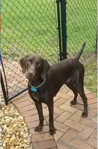 缉毒犬会染上毒瘾吗视频讲解,缉毒犬闻毒品味道会闻上瘾么