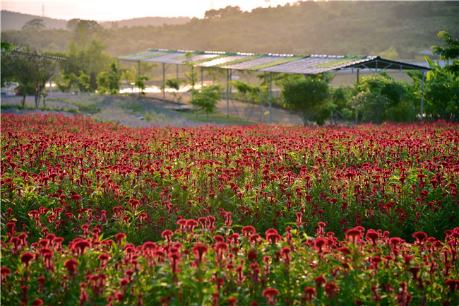 花都美林湖景区,广州花都美林湖攻略
