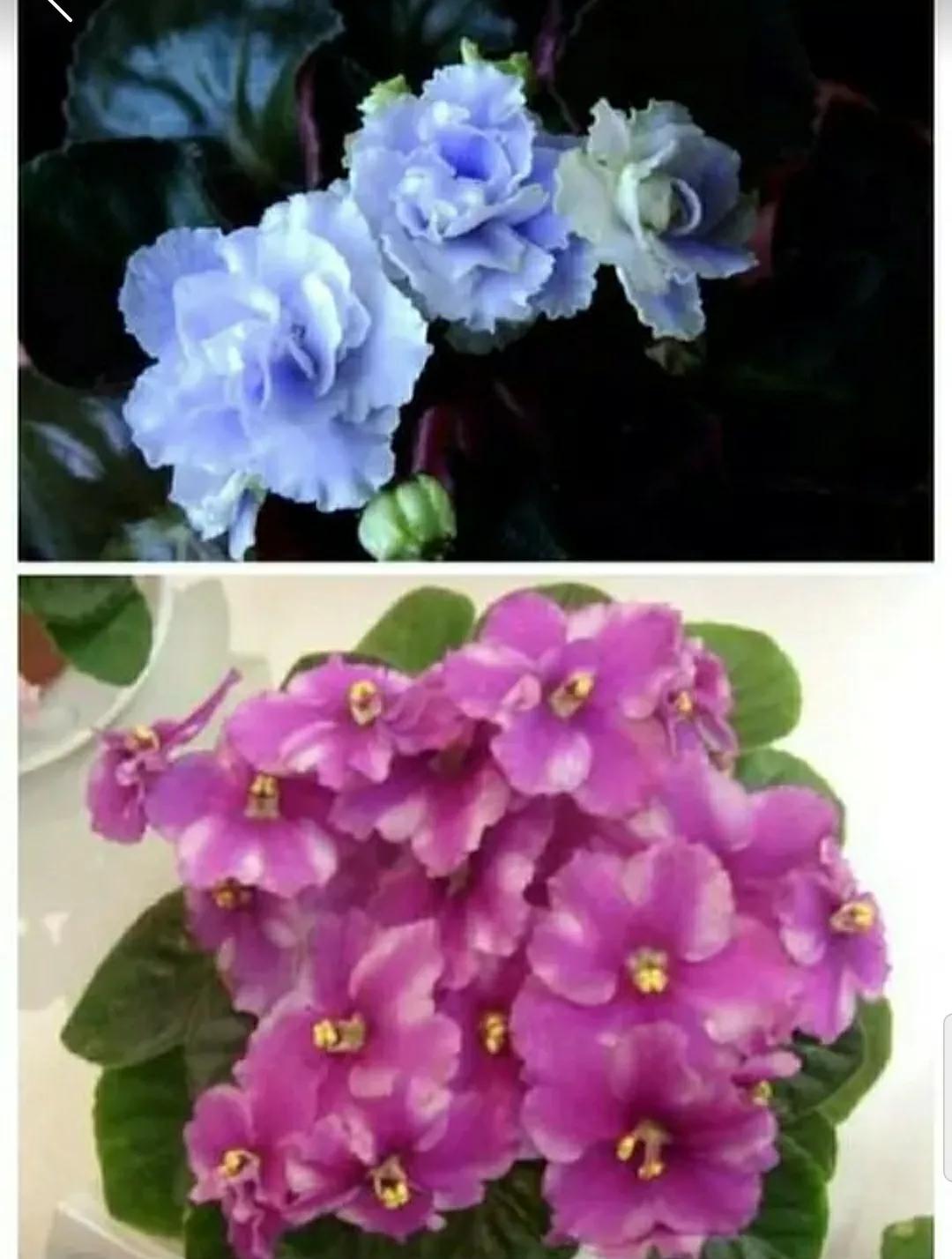 芳踪难觅濒危花!清新治愈篇:沙漠高原是吾家,豹子花的春天来了