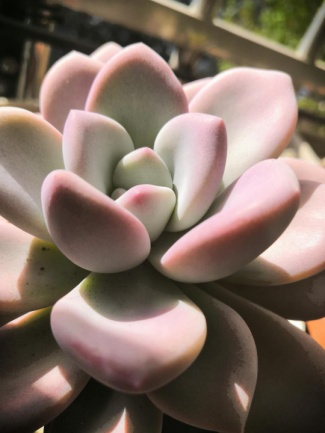 从鼻屎苗到老桩，时光里的蜕变