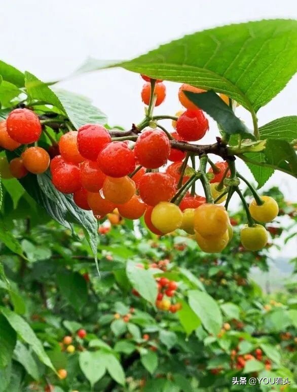 成都市恩桃儿,恩桃成都