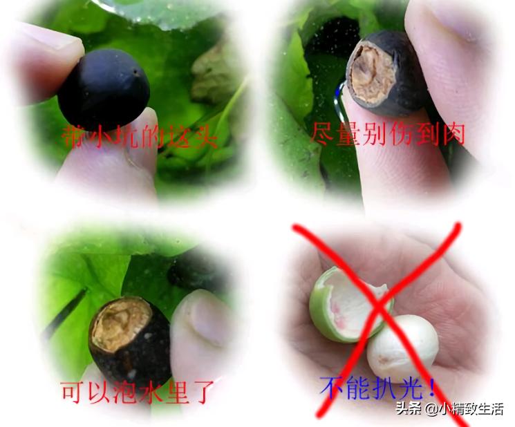 花草种子几月份播种最好,花草播种