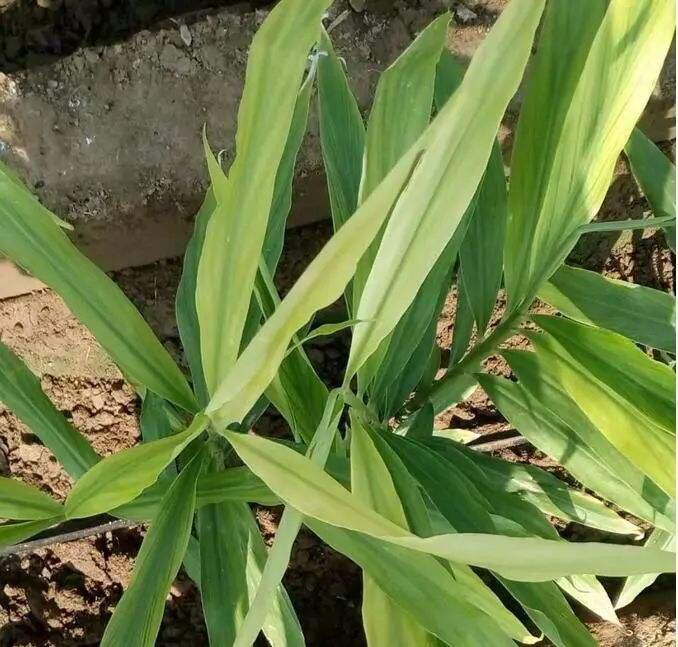 大姜高产栽培技术,大姜长势不好用什么能快速生长