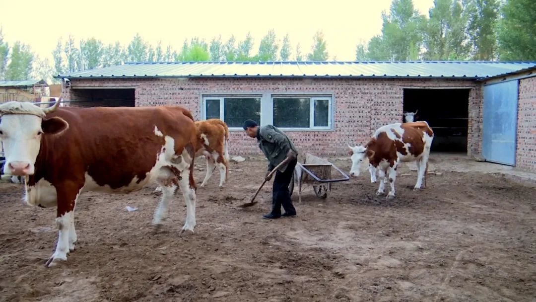 蒙古马精神脱贫,弘扬蒙古马精神