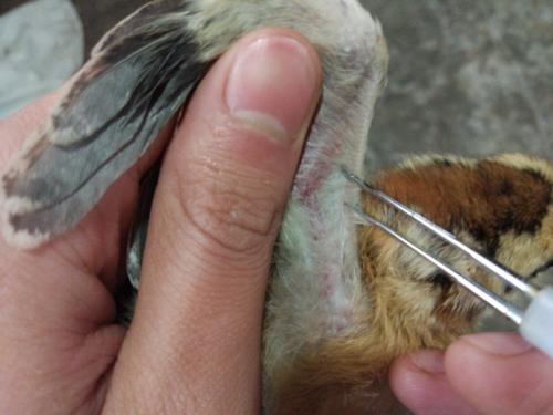 鸡冠上长痘痘用什么药治疗,鸡冠长痘怎么治视频