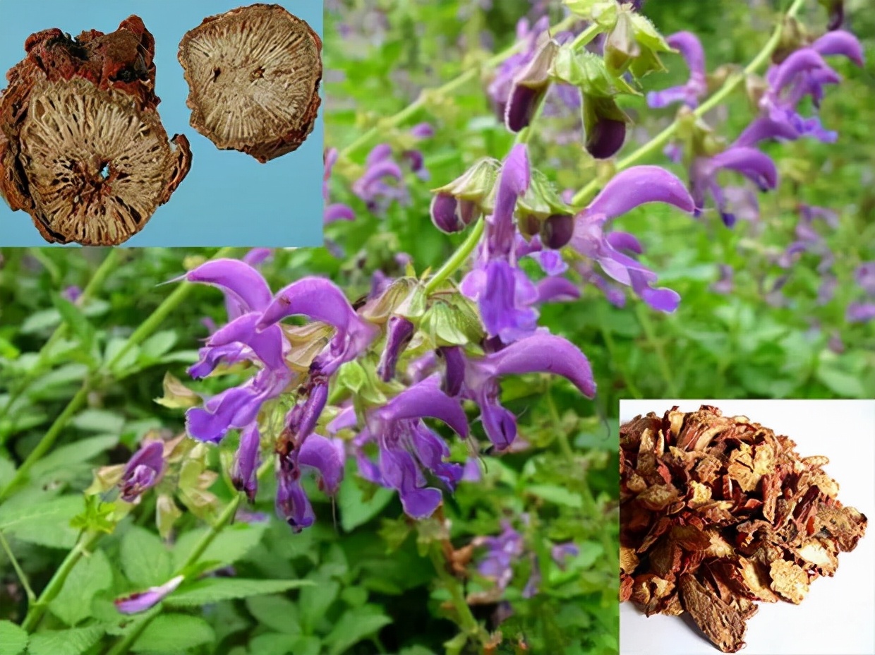 每天学习一味中药丹参,每天学习一味中药三七