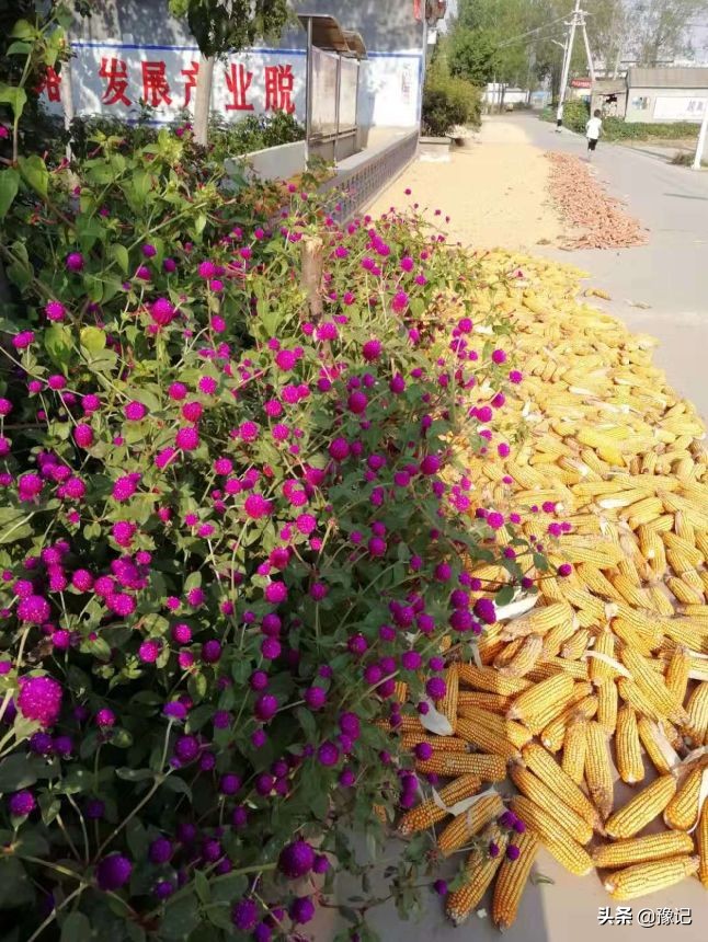 最是八月玉米棒，梦里都金黄