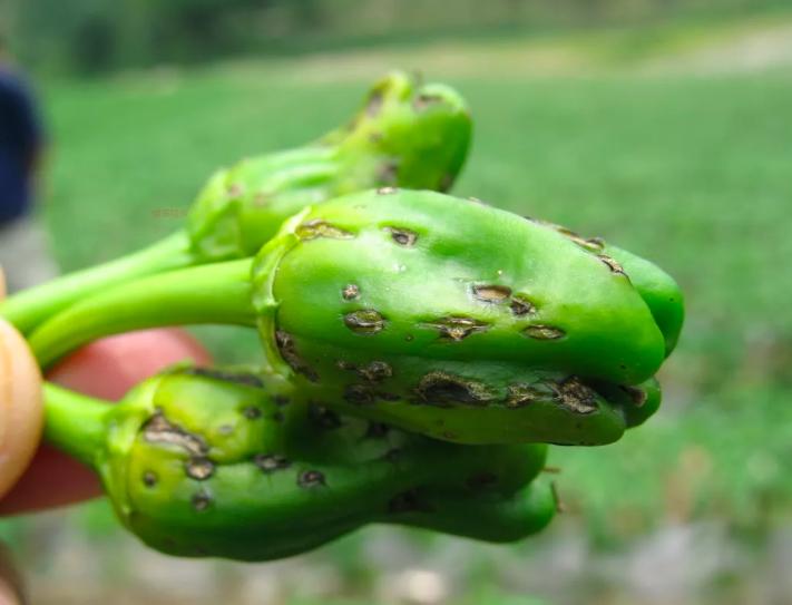 辣椒炭疽病又来了,叶片,果实受害严重?你需要加强以下6项管理