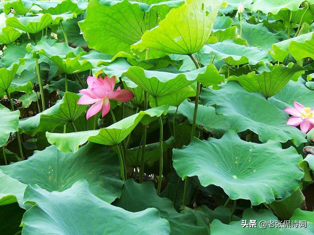 夕阳西下，一阵风吹过荷塘，唐代诗人突发灵感写下一首精彩唐诗