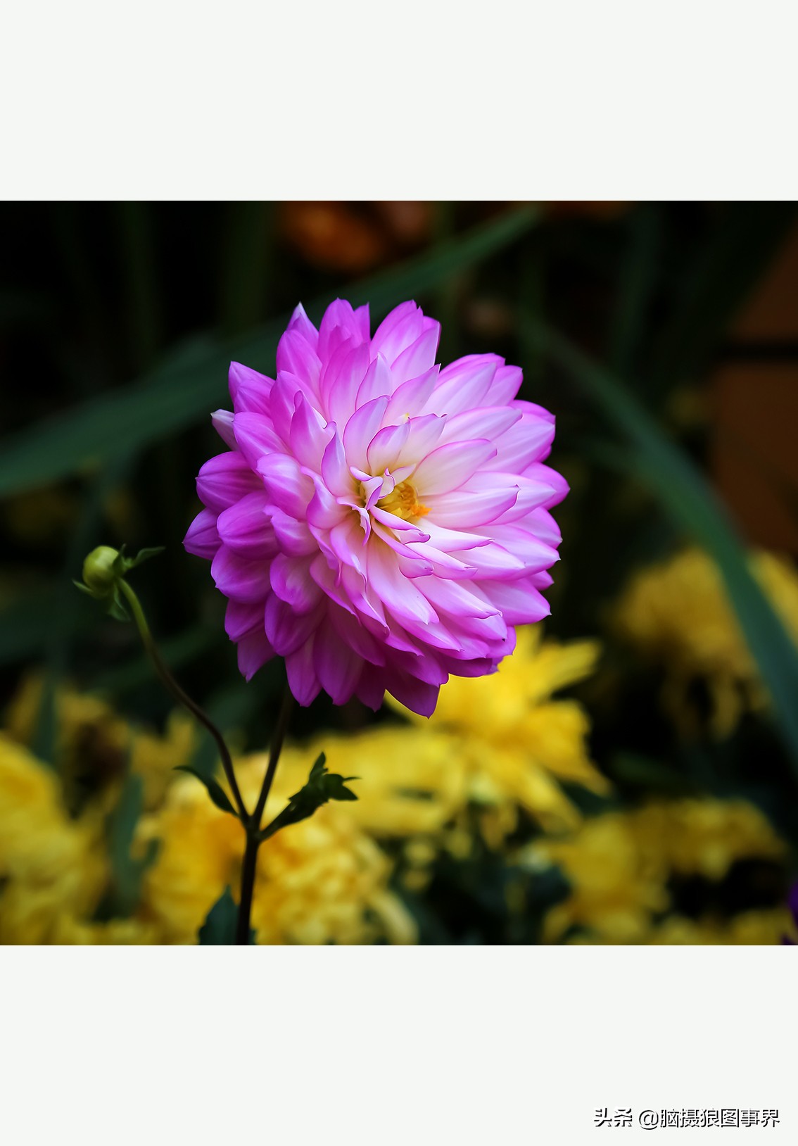 花海如何给花拍照好看,大面积的花怎样拍出花海的感觉