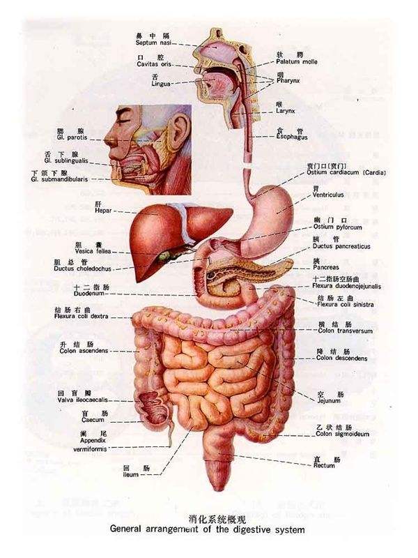 你真的了解你自己吗？其实你还没有我了解你（附身体解剖图）