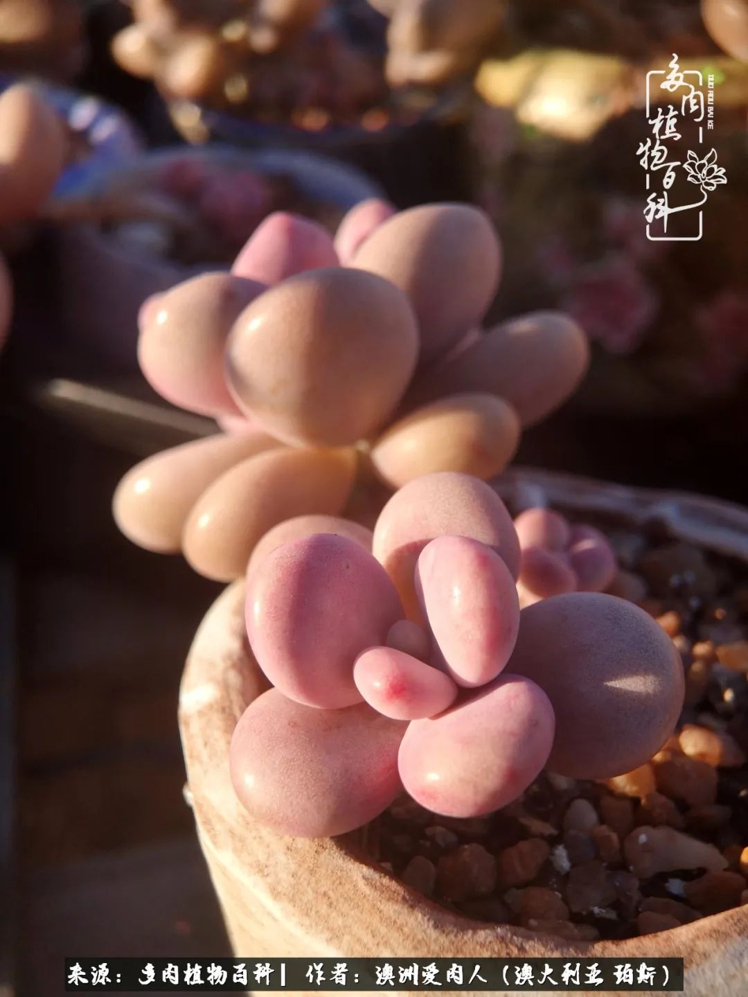 采蘑菇的小姑娘，“转行”来把多肉养