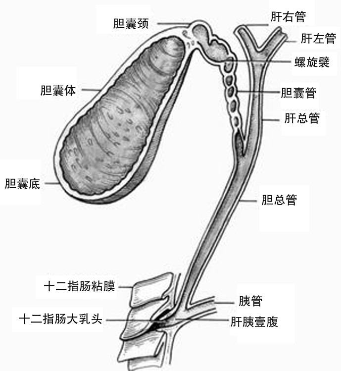 胆囊壁毛糙可以确定是胆囊炎吗,b超显示胆囊壁欠光滑是胆囊炎吗