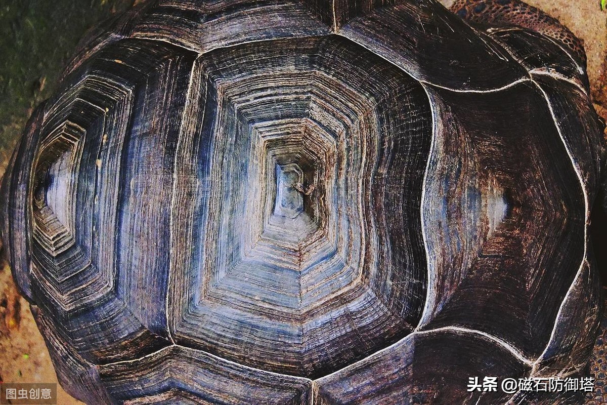 八万年龟为什么那么厉害,千年王八万年龟真的存在吗