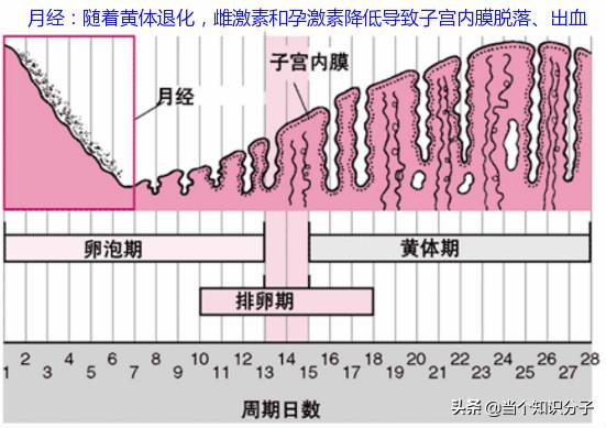 关于猫咪的冷知识,你不知道的猫咪冷知识