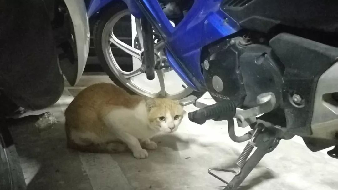 清迈的现状,清迈重逢